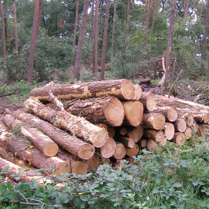 hout opgestapeld na oogst site 728