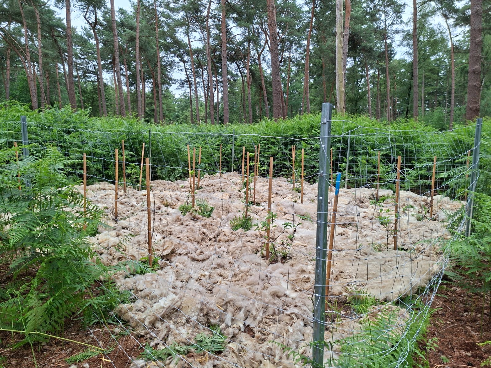 schapenwol-mastbos